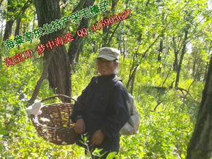  东北野生熟火榛子识货的买家您找对了新货自家铁锅现炒现卖