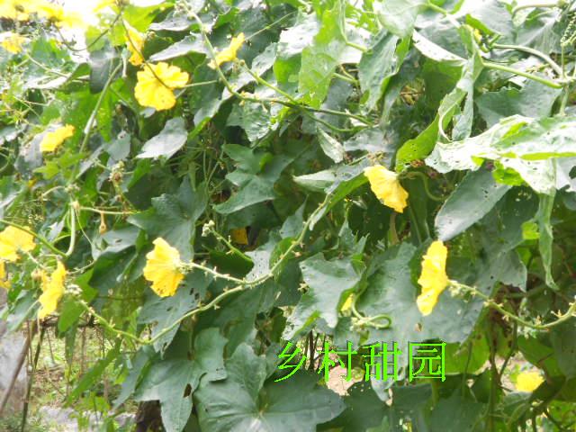 正品 自种自采纯天然丝瓜水 菜瓜水爽肤水买大瓶送小瓶在类目 美容护肤/美体/精油, 化妆水/爽肤水中 - 来自Buy2taobao.com提供专业的淘宝代购服务