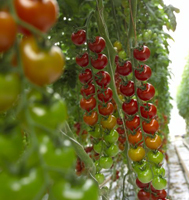  有机小番茄 樱桃西红柿 绿色食品 超好吃 富含VC