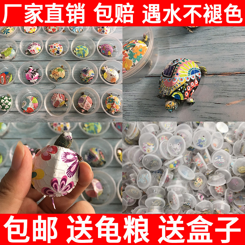 网红炫彩小乌龟活体宠物龟七彩龟夜光地摊巴西龟苗小宠彩色一对在类目 宠物/宠物食品及用品, 水族世界, 龟/鳖中 - 来自Buy2taobao.com提供专业的淘宝代购服务
