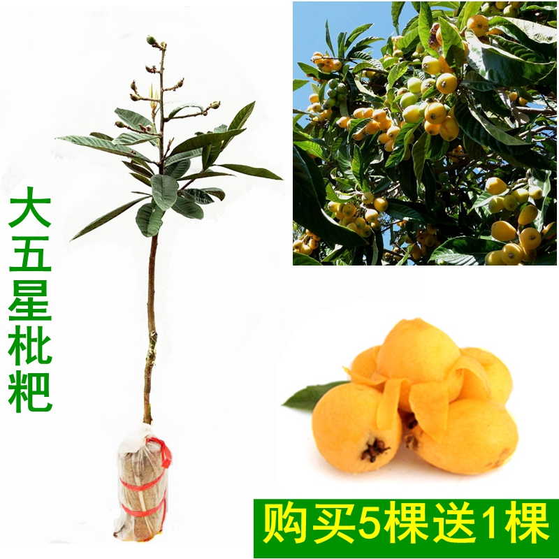 枇粑苗大五星枇粑树苗嫁接苗果树苗南北方可种植当年结果泥球发货|ruв категории доставка цветов/цветок моделирования/растения садоводства, садовое растение/даосское дерево/фруктовых деревьев, фруктовых деревьев - от Buy2taobao.com для оказания профессиональной услуги покупки агента Taobao