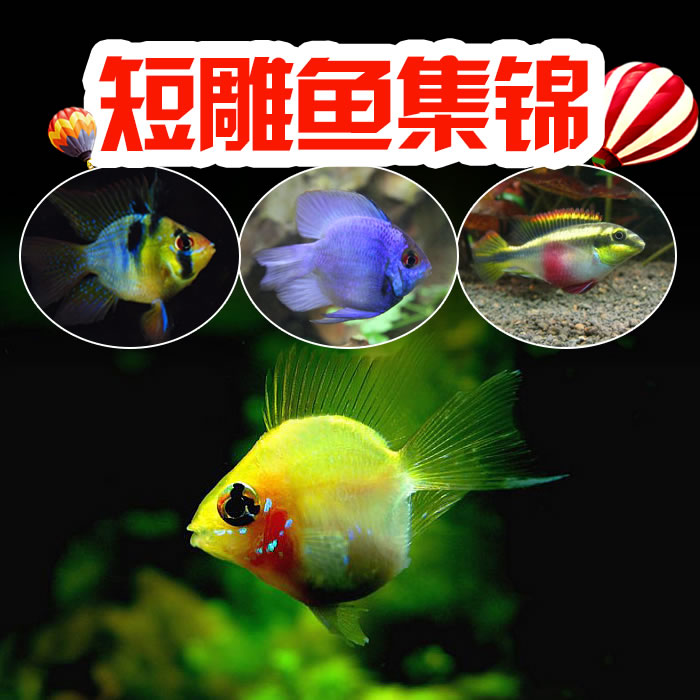 金波子鱼宝蓝热带观赏鱼活体阿凡达球小型凤凰短鲷雕包邮迷你鹦鹉在类目 宠物/宠物食品及用品, 水族世界, 鱼中 - 来自Buy2taobao.com提供专业的淘宝代购服务