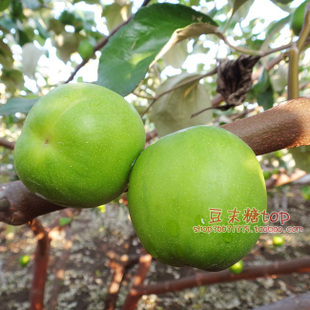  新鲜水果大青枣云南元江热带水果 台湾青枣 蜜枣 脆枣 胜冬枣