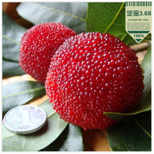  [预售]仙居杨梅特级+新鲜水果特产浙江菠萝蜜超大鸡蛋果水果新鲜