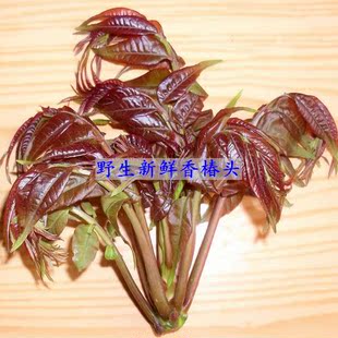  八折包邮 大别山头茬野新鲜生香椿芽/香椿头 嫩春芽 美味绿色野菜