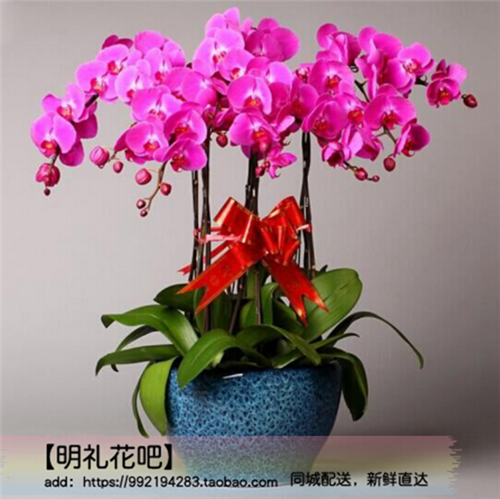 吉林鲜花店同城配送3株6株8株12株蝴蝶兰盆栽乔迁开业生日配送|ruв категории доставка цветов/цветок моделирования/растения садоводства, цветок/растения в горшках (новый), цветок - от Buy2taobao.com для оказания профессиональной услуги покупки агента Taobao