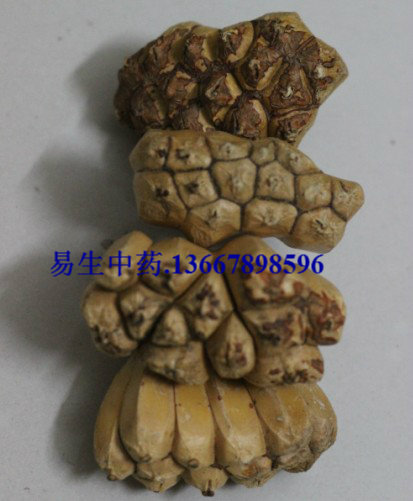 Conjoined Blood Lotus Bodhi Original seed Pineapple Hillin the Accessories/Fashion Jewelry, Beads/Wooden bracelets , Beads/Prayer beads category - from Buy2taobao.com to provide professional Taobao agent buy service