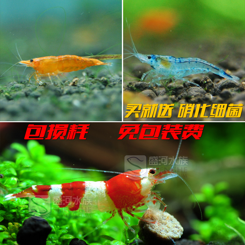 水晶虾/蓝丝绒/香吉士虾各5只混搭观赏虾除藻虾宠物虾免收包装费在类目 宠物/宠物食品及用品, 水族世界, 虾中 - 来自Buy2taobao.com提供专业的淘宝代购服务