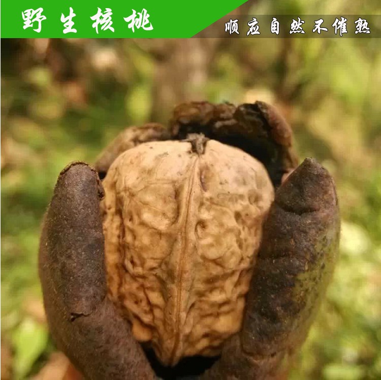 贵州赫章特产野生老树核桃坚果无污染无漂白核桃百年老树孕妇零食在类目 零食/坚果/特产, 山核桃/坚果/炒货, 纸皮/薄皮核桃中 - 来自Buy2taobao.com提供专业的淘宝代购服务