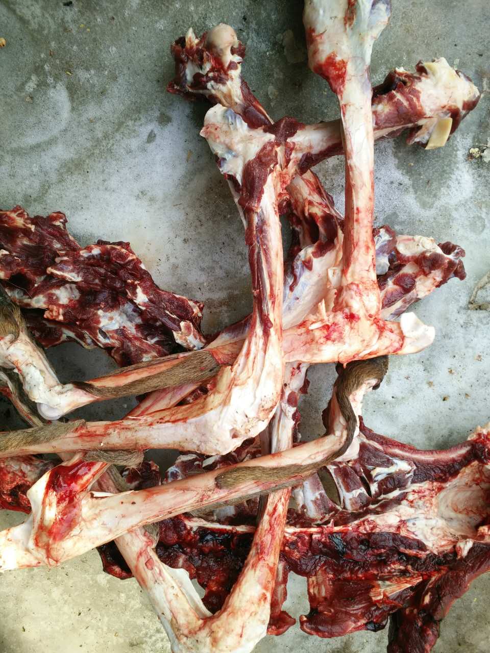 梅花鹿脊骨鹿骨头新鲜鹿骨|msdalam kategori makanan berkhasiat tradisional, Lain tonik tradisional, Lain tonik tradisional - dari Buy2taobao.com untuk memberikan perkhidmatan ejen Taobao profesional membeli
