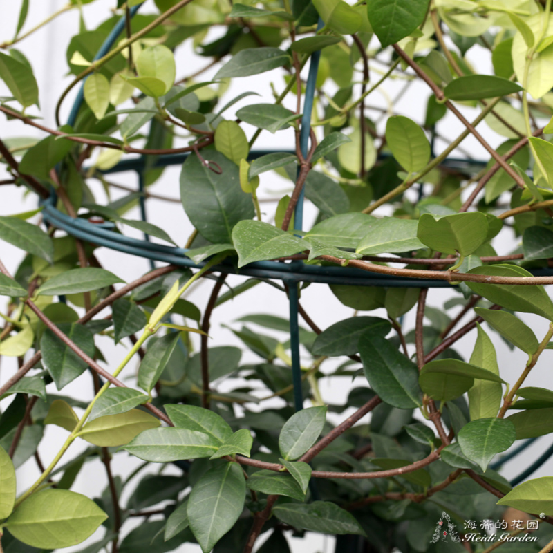 Heidi Garden Iron art spherical Climbing frame Blue Snow windmill Jasmine Clematis Lollipop gardening Groceries The flowersin the Flower delivery/Flowers simulation/Plants gardening , Gardening supplies , Other Garden Supplies category - from Buy2taobao.com to provide professional Taobao agent buy service