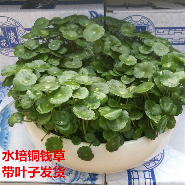 铜钱草水培盆栽室内桌面招财水池净化空气植物易养一叶莲碗莲包邮在类目 鲜花速递/花卉仿真/绿植园艺, 花卉/绿植盆栽(新), 绿植中 - 来自Buy2taobao.com提供专业的淘宝代购服务
