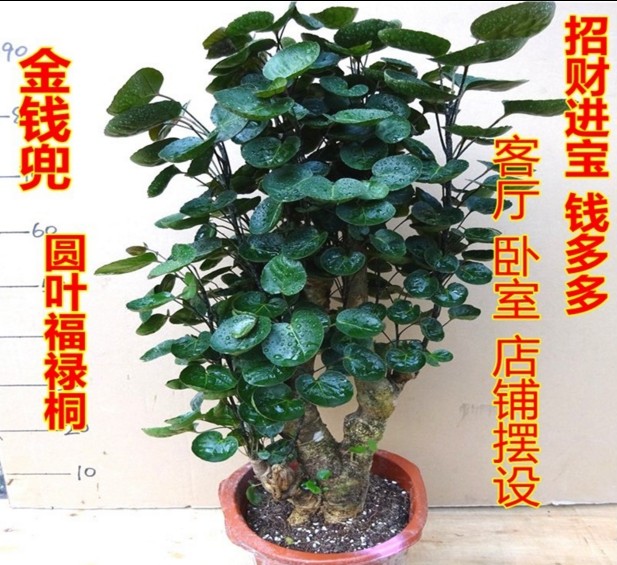 新品室内客厅圆叶福禄桐盆栽金钱桐树桩盆景绿植金钱兜钱多多植物在类目 鲜花速递/花卉仿真/绿植园艺, 花卉/绿植盆栽(新), 绿植中 - 来自Buy2taobao.com提供专业的淘宝代购服务