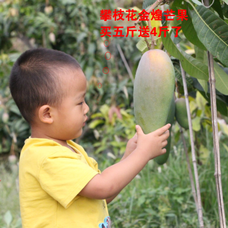 现摘攀枝花大青芒新鲜金煌芒果味甜连箱子10斤包邮包邮非凯特芒果|ruв категории водной мясо/свежие фрукты и овощи/еда, свежие фрукты, манго - от Buy2taobao.com для оказания профессиональной услуги покупки агента Taobao