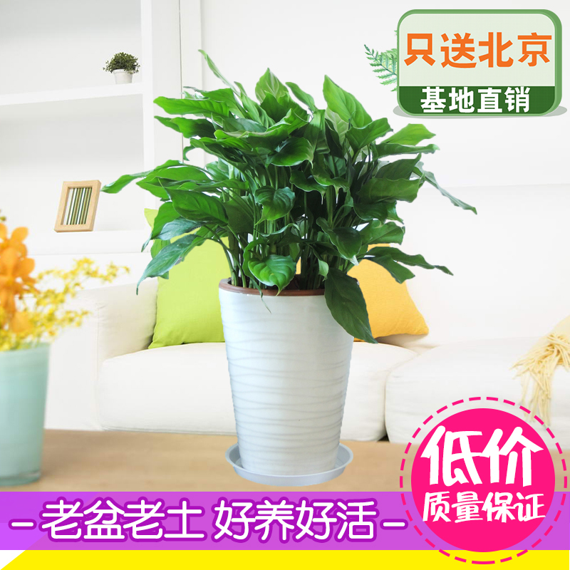 万年青绿植室内办公室客厅盆栽花卉四季净化空气吸甲醛耐阴植物在类目 鲜花速递/花卉仿真/绿植园艺, 花卉/绿植盆栽(新), 绿植中 - 来自Buy2taobao.com提供专业的淘宝代购服务