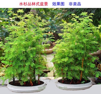 水杉盆景树苗木盆栽树桩室内植物微型绿植丛林式花卉落叶杉