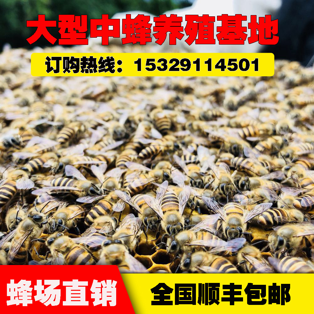 精选优质阿坝蜂群活体授粉蜜蜂王阿坝蜜蜂纯种王群包邮送礼冲钻在类目 畜牧/养殖物资, 畜牧/养殖设备, 畜牧/养殖器械中 - 来自Buy2taobao.com提供专业的淘宝代购服务
