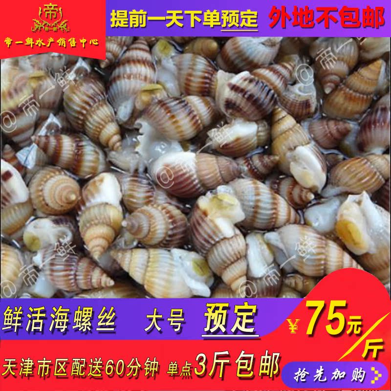 天津海螺絲鮮活大野生海瓜子海錐同城海鮮2019新品滿3斤包郵在類目 水產肉類/新鮮蔬果/熟食, 海鮮/水產品/製品, 貝類, 貝類製品中 - 來自Buy2taobao.com提供專業的淘寶代購服務