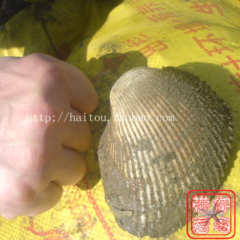 海鲜鲜活大赤贝 鲜活赤贝生吃刺身新鲜大毛蛤血蛤在类目 水产肉类/新鲜蔬果/熟食, 海鲜/水产品/制品, 贝类, 贝类制品中 - 来自Buy2taobao.com提供专业的淘宝代购服务