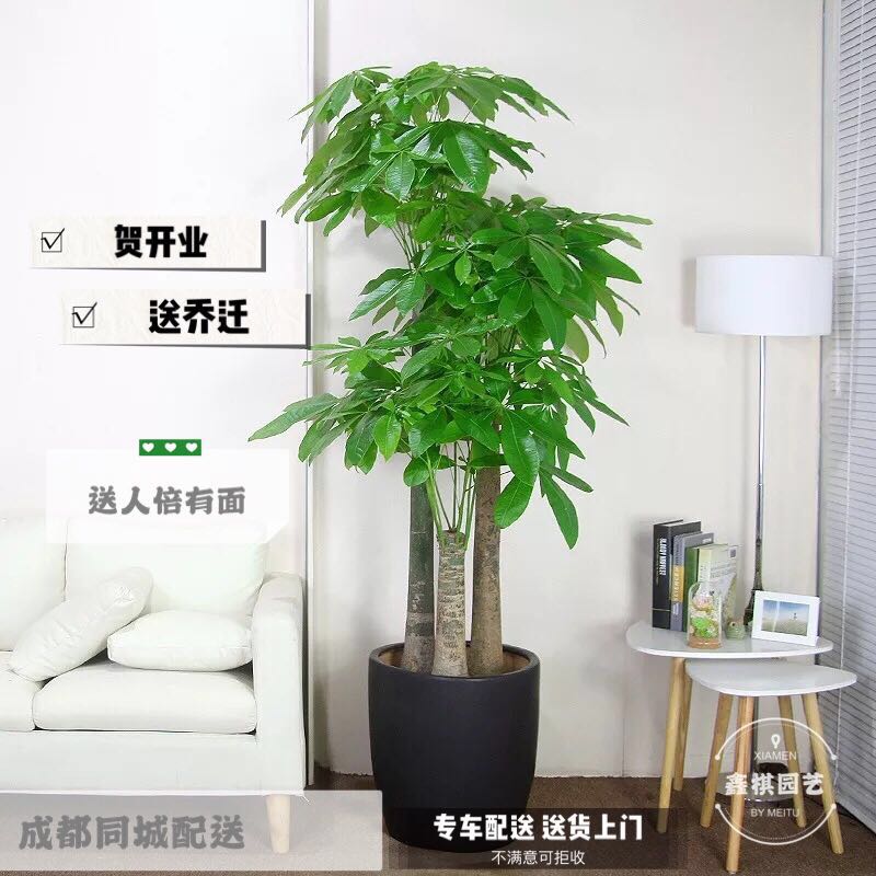 成都同城特大型盆栽景绿植步步高发财树办公室内客厅送礼花卉热销|ruв категории доставка цветов/цветок моделирования/растения садоводства, цветок/растения в горшках (новый), растения - от Buy2taobao.com для оказания профессиональной услуги покупки агента Taobao