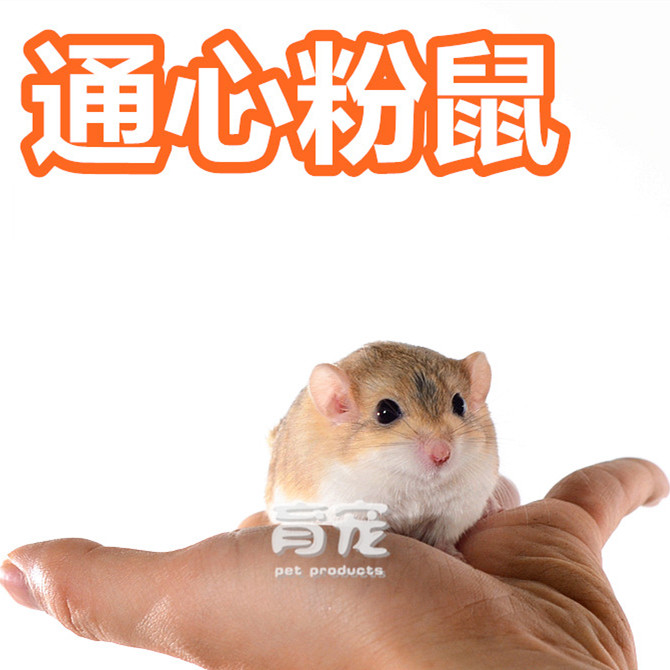 通心粉活体家养通心粉鼠活体通通心粉沙鼠北非肥尾沙鼠宝宝幼崽在类目 宠物/宠物食品及用品, 其它宠物, 其它宠物中 - 来自Buy2taobao.com提供专业的淘宝代购服务
