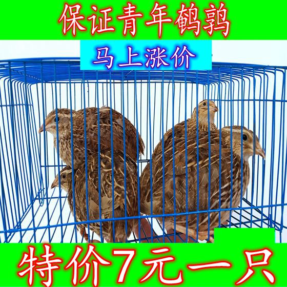 every day Lay eggs Quail bird living thing quail Multiplication quail Youth quail living thing Pets Hand playingin the Pet/Pet food and supplies , Birds and supplies , Bird category - from Buy2taobao.com to provide professional Taobao agent buy service