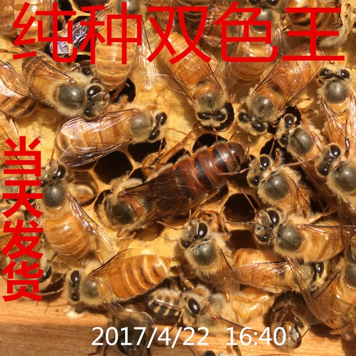 中蜂蜂王种王优质种良种高产蜜蜂蜂王活体产卵王双色杂交处女王|ruв категории животное/Животное питание и принадлежностей, других домашних животных, других домашних животных - от Buy2taobao.com для оказания профессиональной услуги покупки агента Taobao