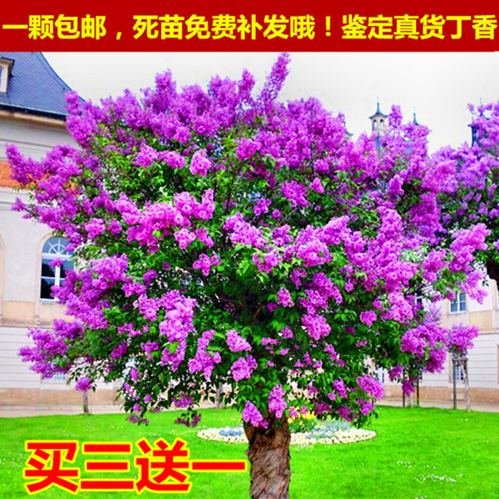 桂花树苗丁香花树苗南北方种植庭院盆栽植物四季开花浓香花卉包邮在类目 鲜花速递/花卉仿真/绿植园艺, 花园植物/行道树/果树, 行道树/乔木中 - 来自Buy2taobao.com提供专业的淘宝代购服务