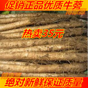  新出土纯天然有机新鲜牛蒡根一箱20斤35元江浙沪包邮牛蒡茶