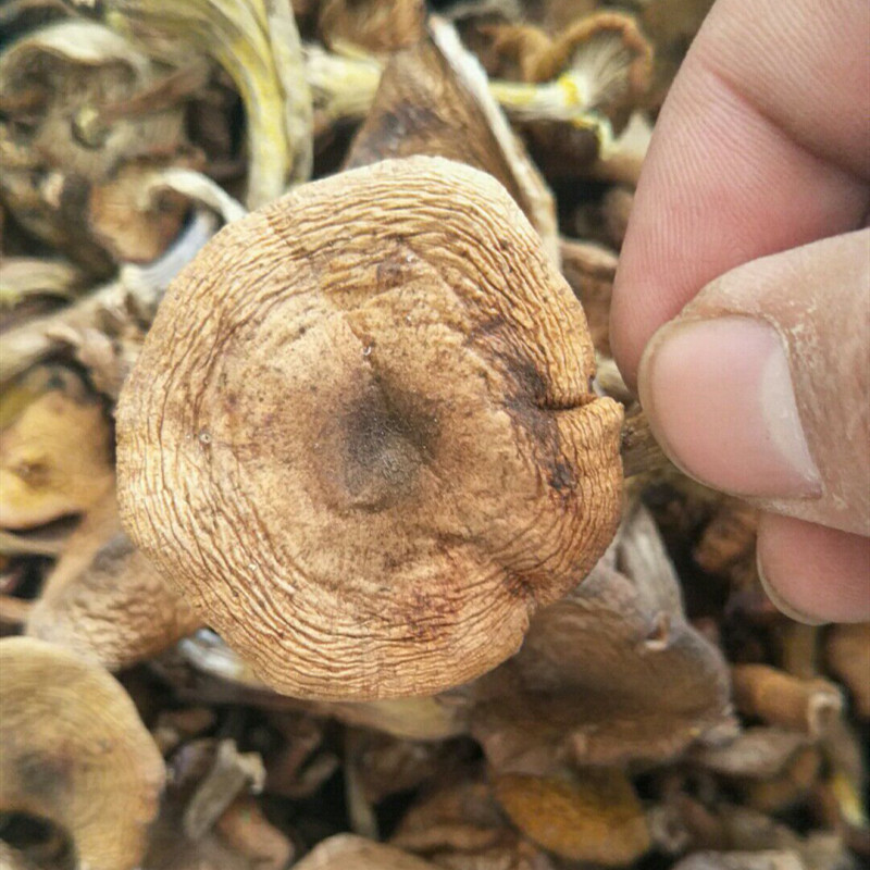 new goods Northeast Specialty Wild hazel Mushroom chick Mushroom Rootless dried food Mushroom, hazelnut, mushroom and diced mushroom 250gin the Agri rice/Dried foods/Condiment , Dried foods/Meat Dry , Dry/Native , Mushroom category category - from Buy2taobao.com to provide professional Taobao agent buy service