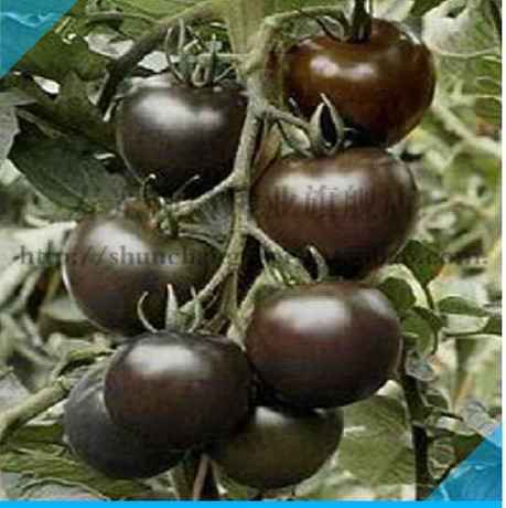 进口蔬菜央视上榜黑珍珠黑番茄种子高糖分含抗