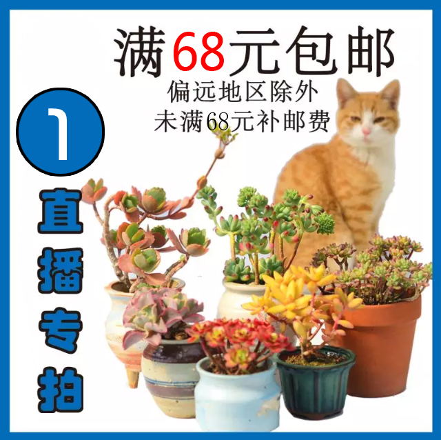 5.14【直播专拍A号】满68元包邮偏远除外拍下立即付款不要放购物在类目 鲜花速递/花卉仿真/绿植园艺, 花卉/绿植盆栽(新), 多肉植物中 - 来自Buy2taobao.com提供专业的淘宝代购服务