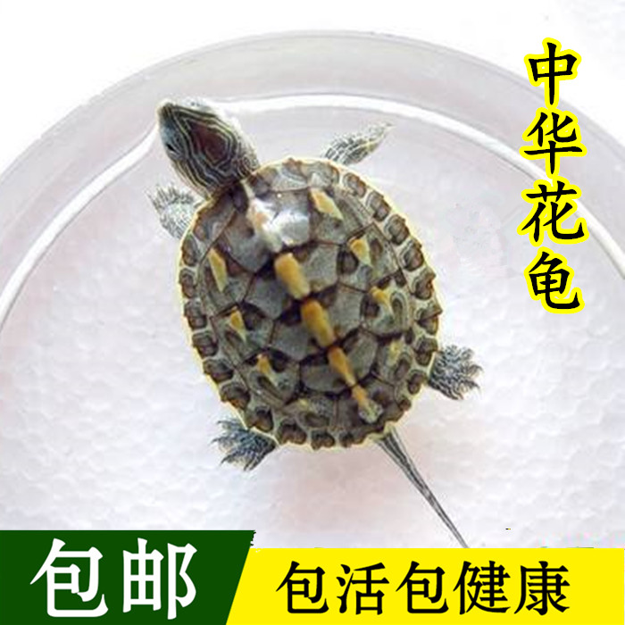 中华花龟迷你小乌龟活物淡水活体龟宠物水龟长寿龟观赏情侣草龟苗在类目 宠物/宠物食品及用品, 水族世界, 龟/鳖中 - 来自Buy2taobao.com提供专业的淘宝代购服务