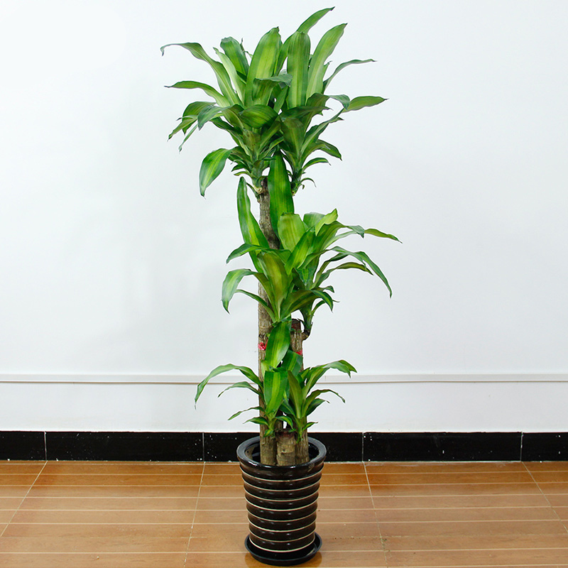 愛優尚巴西木盆栽樹辦公室客廳室內大型綠植除吸甲醛植物盆景花卉在類目 鮮花速遞/花卉仿真/綠植園藝, 花卉/綠植盆栽(新), 大型綠植/成品組合盆栽中 - 來自Buy2taobao.com提供專業的淘寶代購服務