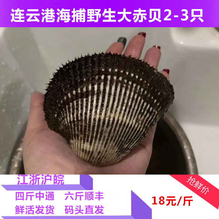 海鮮水産新鮮大赤貝 鮮活赤貝生吃刺身新鮮大毛蛤血蛤壹斤裝在類目 水產肉類/新鮮蔬果/熟食, 海鮮/水產品/製品, 貝類, 貝類製品中 - 來自Buy2taobao.com提供專業的淘寶代購服務