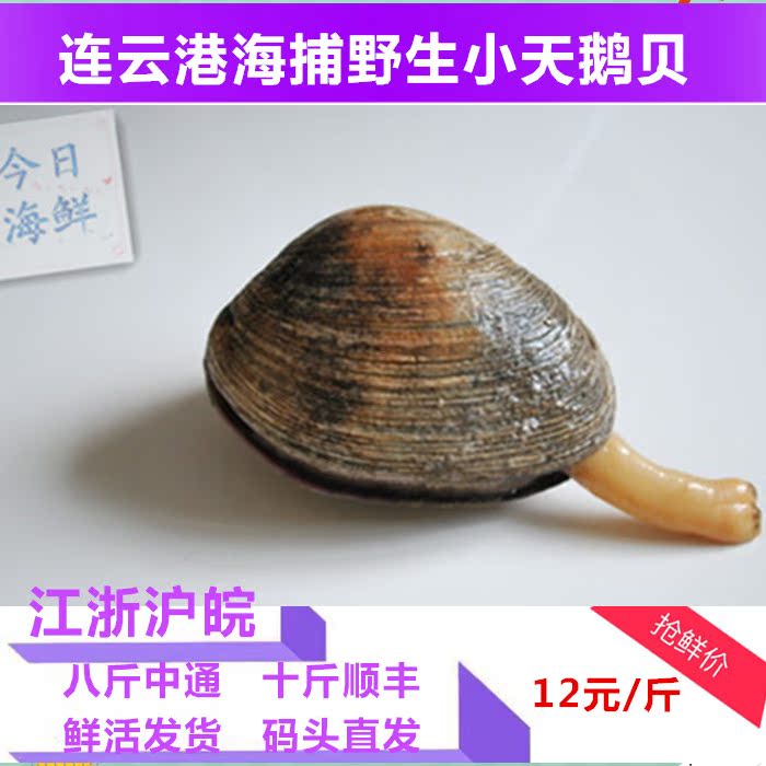 今日海鲜水产新鲜野生天鹅蛋贝海鲜鲜活水产一斤装在类目 水产肉类/新鲜蔬果/熟食, 海鲜/水产品/制品, 贝类, 贝类制品中 - 来自Buy2taobao.com提供专业的淘宝代购服务