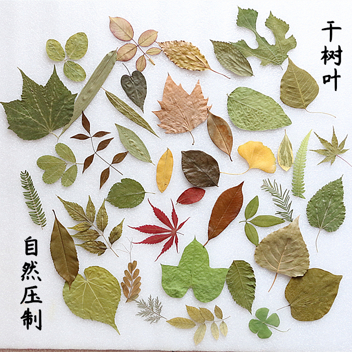 多种植物标本干树叶合集 幼儿园手工植物书签干树叶diy贴画材料|ruв категории Домашний быт, ваза/цветок/искусственные цветы/моделирование украшения, сушеные цветы/лепесток/сушеные цветы пакет/сухие ветки - от Buy2taobao.com для оказания профессиональной услуги покупки агента Taobao