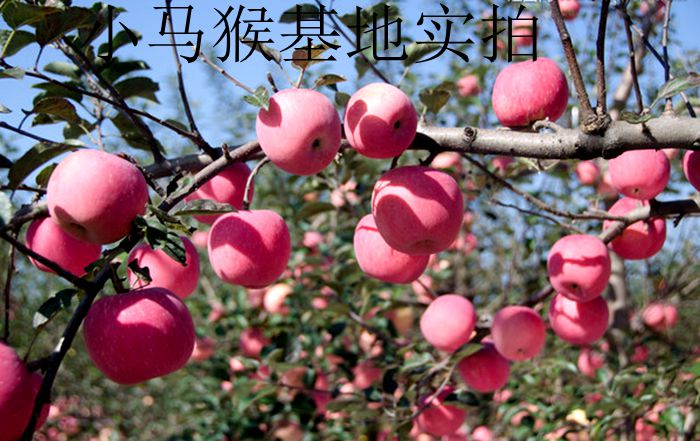 云南昆明基地直销(红钻)苹果大小苗 冰糖心绿化占地量大价优在类目 鲜花速递/花卉仿真/绿植园艺, 花园植物/行道树/果树, 果树中 - 来自Buy2taobao.com提供专业的淘宝代购服务