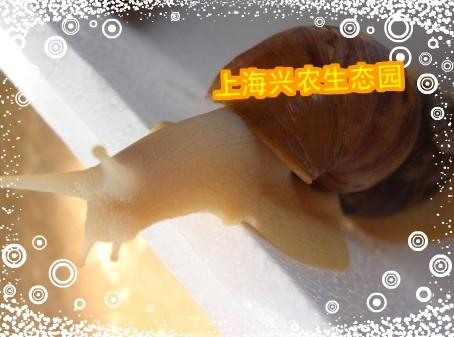 白玉蝸牛 觀賞大蝸牛 科學課蝸牛 教學用蝸牛 新寵物蝸牛七彩蝸牛在類目 寵物/寵物食品及用品, 其它寵物, 其它寵物中 - 來自Buy2taobao.com提供專業的淘寶代購服務