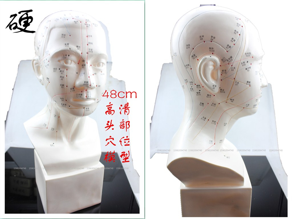 高清教学中医人体针灸穴位头部模型头模面部穴位按摩中医头针模型|msdalam kategori Toy/bayi/teka-teki/blok bangunan/model, model statik, mainan model lain - dari Buy2taobao.com untuk memberikan perkhidmatan ejen Taobao profesional membeli