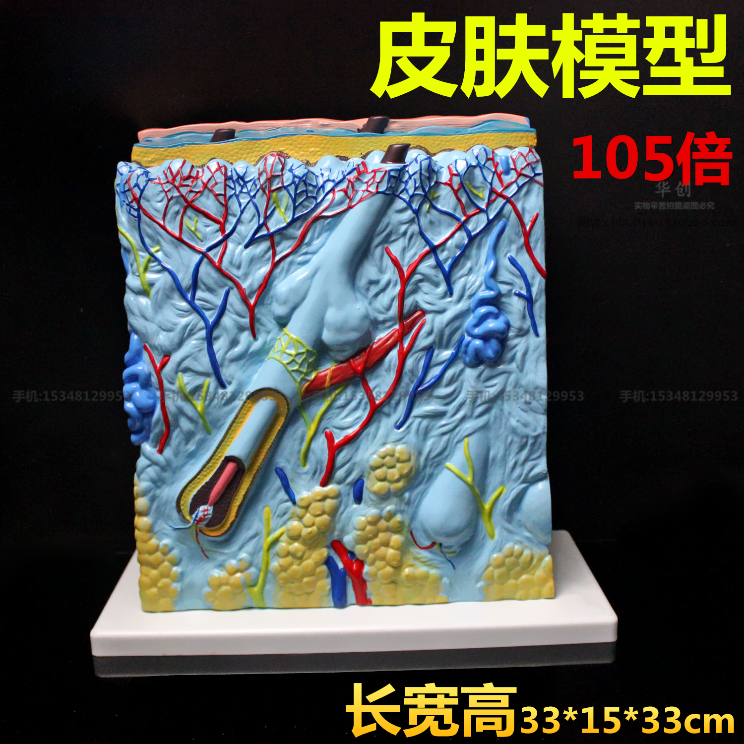 醫院用醫用皮膚放大105倍模型人體皮層皮膚血管組織毛囊教學模型在類目 玩具/童車/益智/積木/模型, 靜態模型, 其他模型玩具中 - 來自Buy2taobao.com提供專業的淘寶代購服務