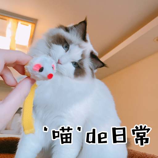 recommend!Cat Toys Meow's toys Rabbit Mouse Mini Pets Toys colour simulationin the Pet/Pet food and supplies , Cat/Dog Toys , Funny cat stick category - from Buy2taobao.com to provide professional Taobao agent buy service