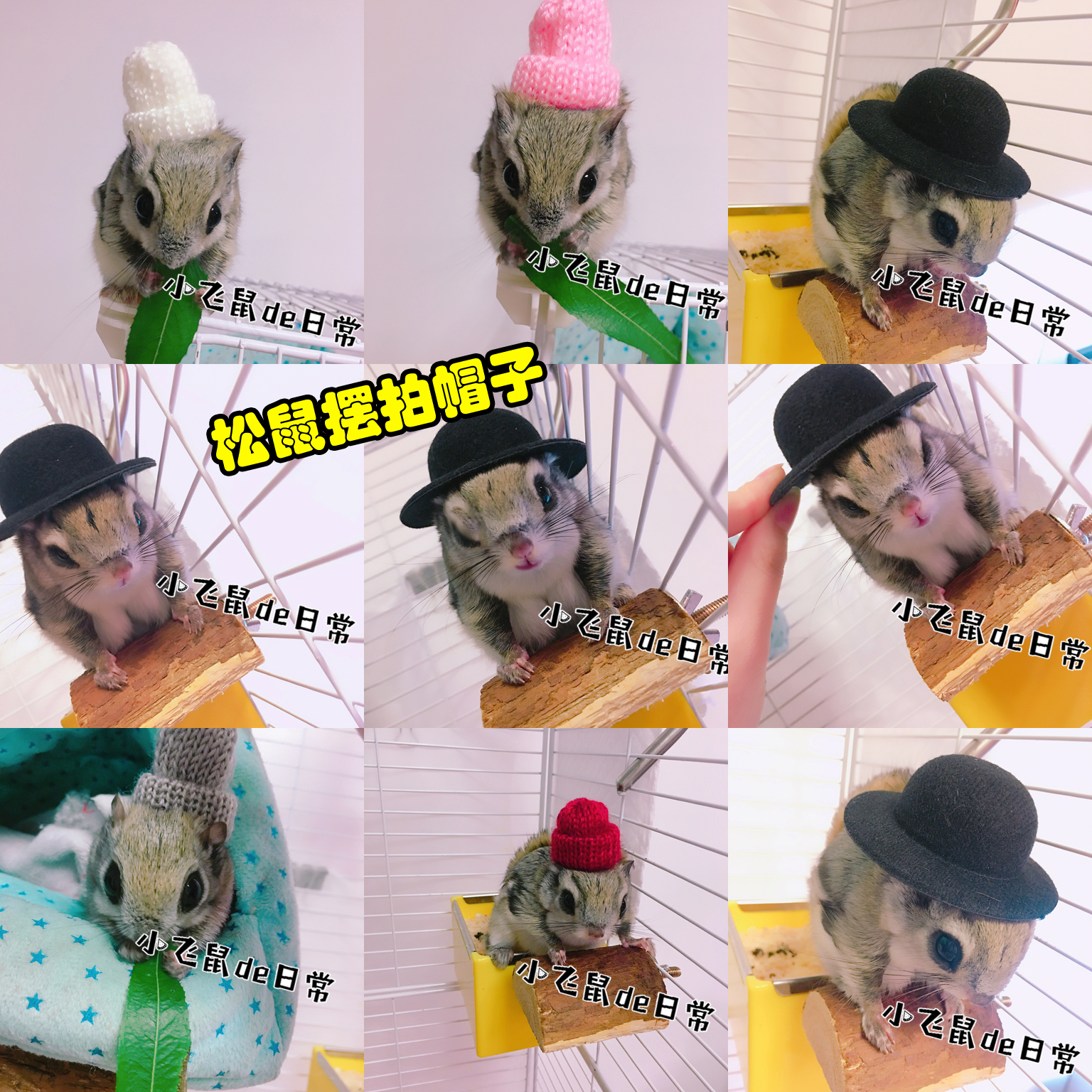 【小飞鼠de日常】包邮!松鼠宠物毛线帽子 黄山仓鼠小号礼帽帽子在类目 宠物/宠物食品及用品, 宠物服饰及配件, 宠物服装/雨衣中 - 来自Buy2taobao.com提供专业的淘宝代购服务