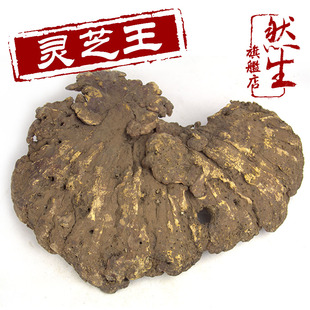  然生 赤芝灵芝王 云南野生红灵芝 仅此一株 重量740克 直径33厘米