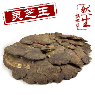  然生 特大野生灵芝王 云南野生赤芝红灵芝 直径54厘米 重量1260克