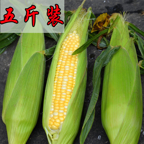 新鲜水果玉米 甜玉米棒甜脆新鲜玉米5斤装现砍现发可生吃的玉米在类目 粮油米面/南北干货/调味品, 米/面粉/杂粮, 玉米中 - 来自Buy2taobao.com提供专业的淘宝代购服务