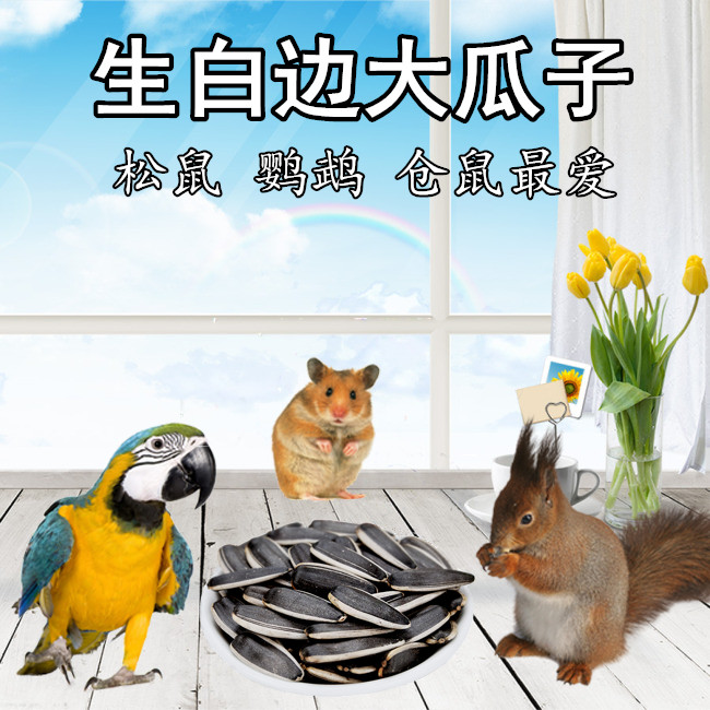 松鼠吃的糧食 倉鼠食物飛鼠生瓜子葵花籽生料鹦鹉大瓜子飼料主食在類目 寵物/寵物食品及用品, 鳥類及用品, 鳥食中 - 來自Buy2taobao.com提供專業的淘寶代購服務