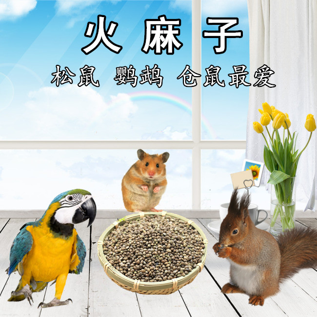 仓鼠 鹦鹉主粮麻子/麻籽/火麻仁 松鼠零食 鸽子鸟食坚果生火麻籽|msdalam kategori haiwan peliharaan/makanan haiwan dan bekalan, Burung dan bekalan, makanan burung - dari Buy2taobao.com untuk memberikan perkhidmatan ejen Taobao profesional membeli