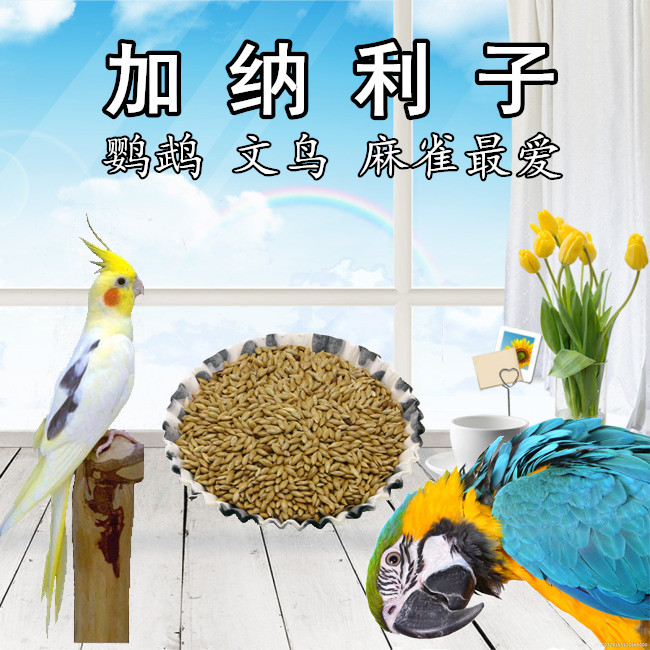 进口加纳利子/加那利子/白尖粟/虎皮 牡丹 灰鹦鹉金青芙蓉 400克在类目 宠物/宠物食品及用品, 鸟类及用品, 鸟食中 - 来自Buy2taobao.com提供专业的淘宝代购服务