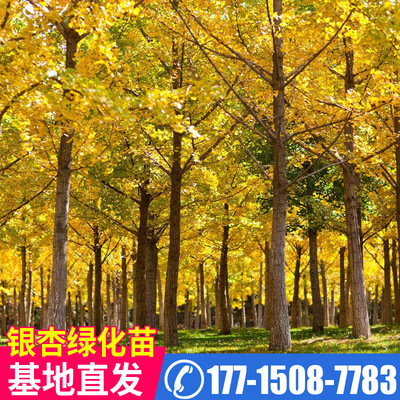银杏树苗白果苗庭院园林绿化苗木行道树金叶银杏小苗南方北方种植